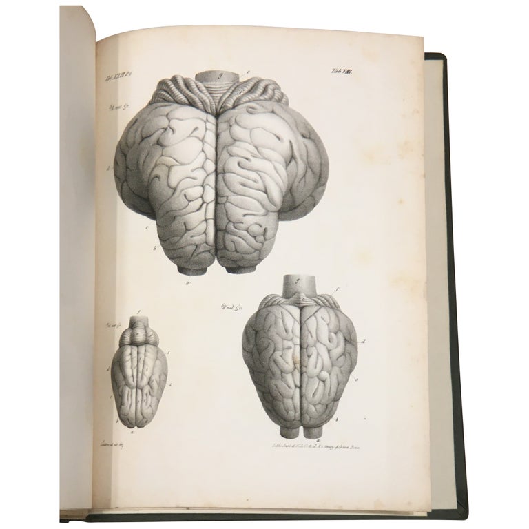 Item No: #307798 Beiträge zur Anatomie des Elephanten und der übrigen Pachydermen. C. Mayer, August Franz Joseph Karl Mayer.