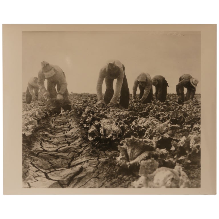 Item No: #361974 Filipinos Cutting Lettuce, Salinas, California (Filipinos working lettuce fields, Salinas, CA 1935). Dorothea Lange.