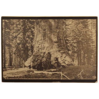 Item No: #361977 A 62. Section of the "Grizzly Giant," 33 feet diameter,...