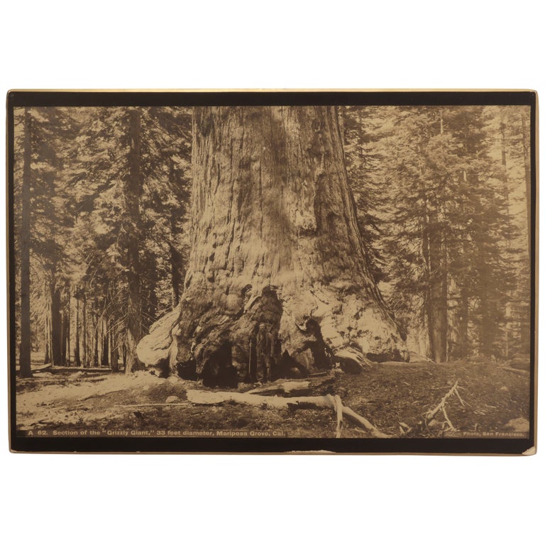 Item No: #361977 A 62. Section of the "Grizzly Giant," 33 feet diameter, Mariposa Grove, Cal. [Imperial Plate]. Carleton Watkins.
