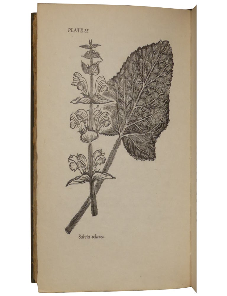 Garden Spice and Wild Pot-Herbs