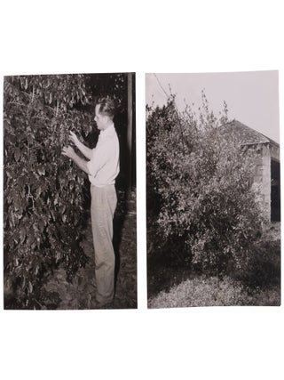 Item No: #363717 Coca Plants Used to Make Cocaine [Two Press Photos